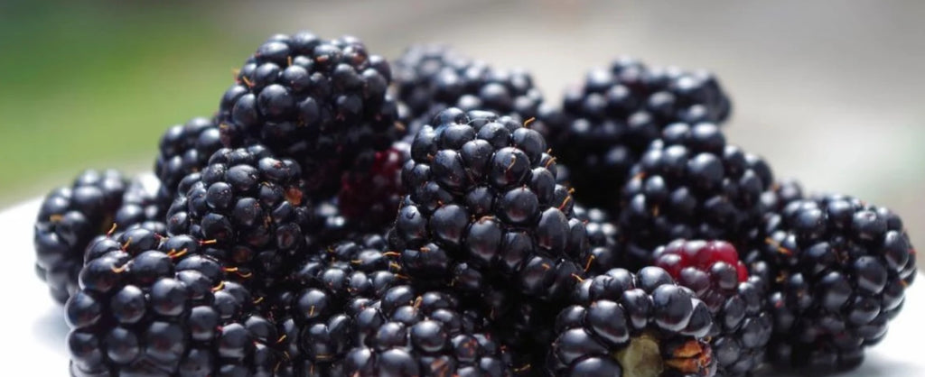 Blackberry Crusher Smoothie – Lakanto NZ