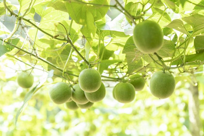8 incredible benefits of monk fruit